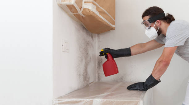 Professional Basement Mold Remediation technician working in Keansburg, NJ