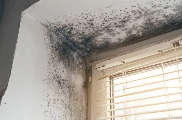 Affordable Basement Mold Remediation solutions in Keansburg, NJ